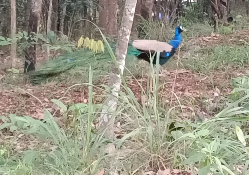 കല്ലമ്പലത്ത് കൗതുകമായി മയിൽ