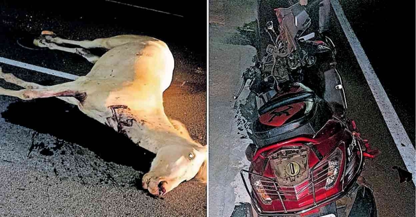 വിരണ്ടോടിയ കുതിരകളും വാഹനവും കൂട്ടിയിടിച്ച അപകടത്തിൽ കുതിര ചത്തു ; ഒരാൾക്ക് ഗുരുതര പരിക്ക്