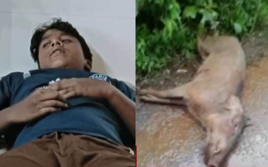 കാട്ടുപന്നിയുടെ ആക്രമണത്തിൽ കുട്ടിക്ക് പരിക്ക്; പന്നിയെ വെടിവച്ചു കൊന്നു