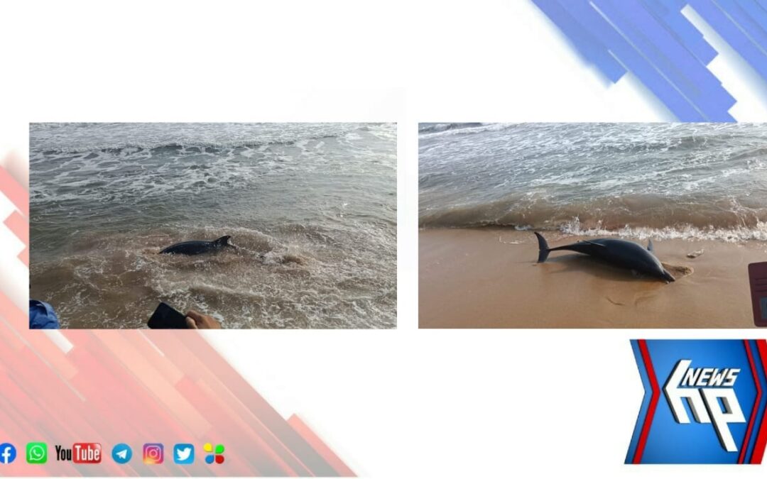 വർക്കല ബീച്ചിൽ ഡോൾഫിൻ കരയ്ക്കടിഞ്ഞു
