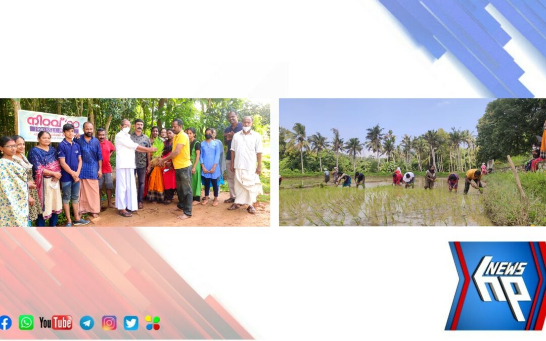 കാർഷിക സമൃദ്ധി തിരിച്ചു പിടിക്കാൻ പൂർവ്വ വിദ്യാർഥി കൂട്ടായ്മയായ നിറവ് ’90 ന്റെ നേതൃത്വത്തിൽ നെൽകൃഷി ആരംഭിച്ചു