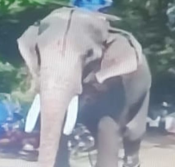 തൃശ്ശൂർ പൂരത്തിന് തിടമ്പേറ്റുന്ന പാറമേക്കാവ് പന്മനാഭൻ ചരിഞ്ഞു