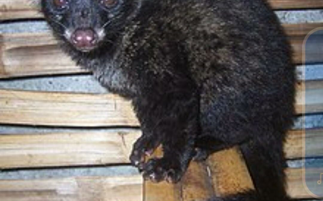 ആലംകോടിൽ  മരപ്പട്ടി ശല്യം രൂക്ഷമെന്ന് പരാതി