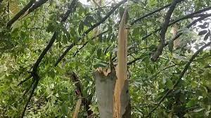 മാളയില്‍ മിന്നല്‍ ചുഴലി; ഓടുകളും ഷീറ്റുകളും പറന്നു, മരങ്ങള്‍ കടപുഴകി