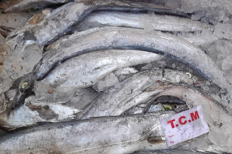 അഞ്ചുതെങ്ങിൽ നിന്ന് വീണ്ടും പഴകിയ മത്സ്യം പിടികൂടി : ശക്തമായ പരിശോധന തുടരുന്നു