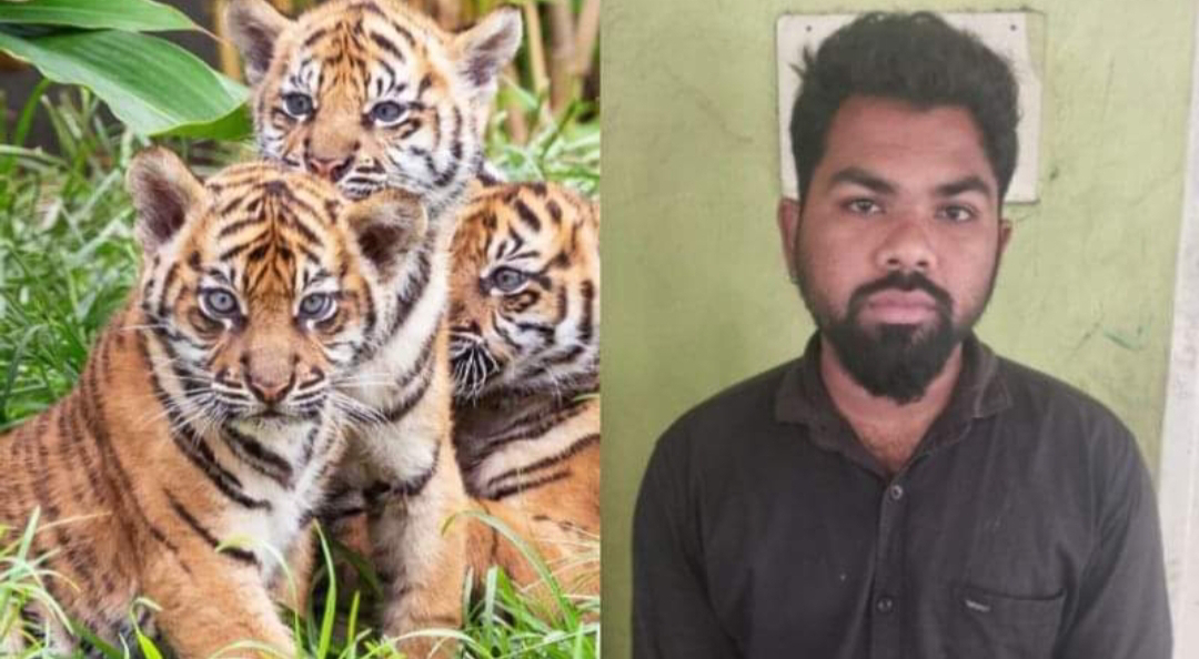 പൂച്ചക്കുഞ്ഞിന് നിറമടിച്ച് കടുവയെന്ന് തെറ്റിദ്ധരിപ്പിച്ച് പണം തട്ടാന്‍ ശ്രമിച്ച യുവാവ് പിടിയില്‍