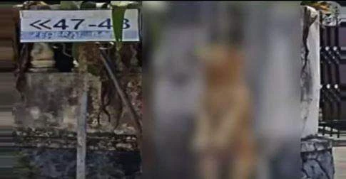 കോട്ടയത്ത് തെരുവുനായയെ കൊന്ന് കെട്ടിത്തൂക്കി