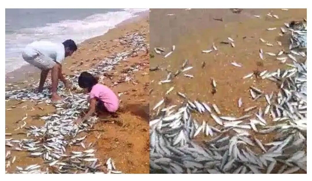 തിരമാലയ്ക്കൊപ്പം തീരത്തേക്ക് അടിച്ചു കയറി മീനുകൾ