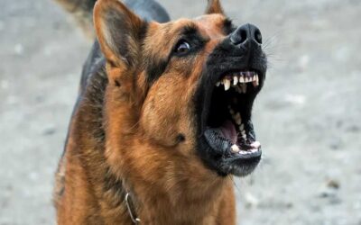 ആറ്റിങ്ങലിൽ തെരുവ് നായകളുടെ കടിയേറ്റ് വിദ്യാർത്ഥികൾക്ക് പരിക്ക്