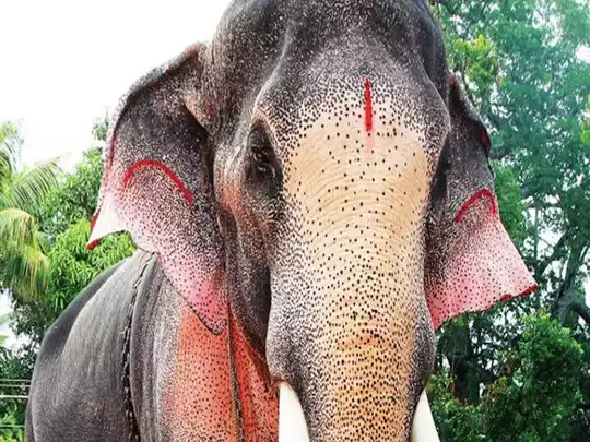തെച്ചിക്കോട്ടുകാവ് രാമചന്ദ്രനെ പൊതുസ്ഥലത്ത് എഴുന്നള്ളിക്കുന്നതിന് ഹൈക്കോടതി വിലക്ക്