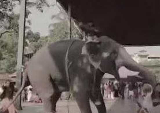 ഗുരുവായൂര്‍ ക്ഷേത്രത്തില്‍ വിവാഹ ഷൂട്ടിങ്ങിനിടെ ആന ഇടഞ്ഞു