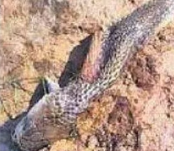 മൂര്‍ഖനെ കടിച്ചുകൊന്ന് എട്ടു വയസ്സുകാരന്‍