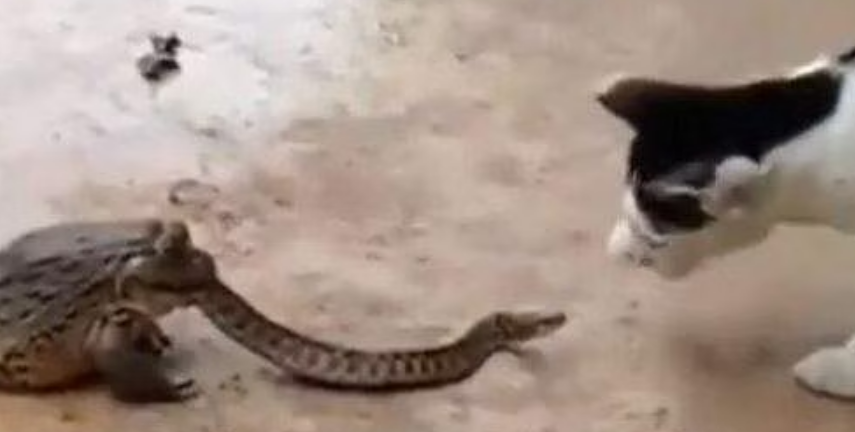 പാമ്പിനെ തവള വിഴുങ്ങുന്ന വീഡിയോ വൈറൽ