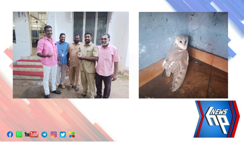 ചിറയിൻകീഴിൽ വെള്ളിമൂങ്ങയെ കണ്ടെത്തി