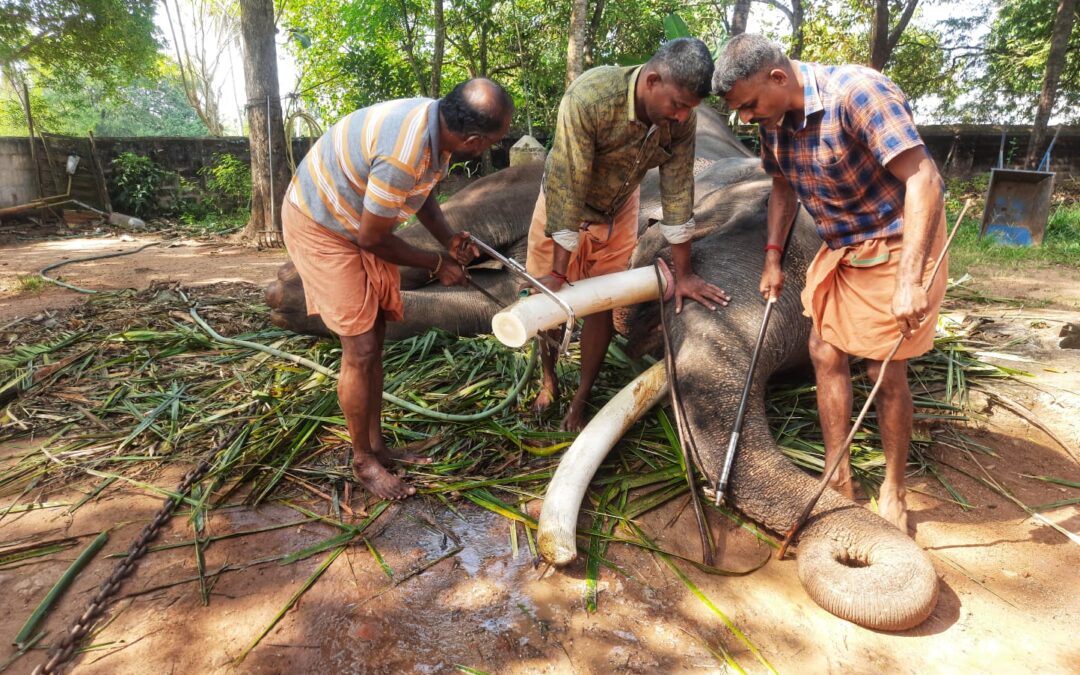 ദേവസ്വം ബോർഡിന് കീഴിലെ ആന കാളിദാസൻ്റെ കൊമ്പ് മുറുക്കുന്നു