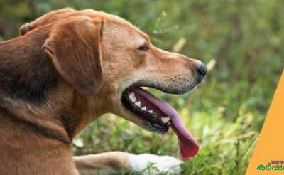 തൃശൂരില് വയോധികയെ കടിച്ചുകൊന്ന നായയെ പിടികൂടി, പേ വിഷബാധ പരിശോധിക്കും