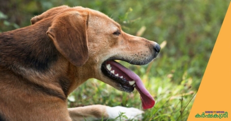തൃശൂരില്‍ വയോധികയെ കടിച്ചുകൊന്ന നായയെ പിടികൂടി, പേ വിഷബാധ പരിശോധിക്കും