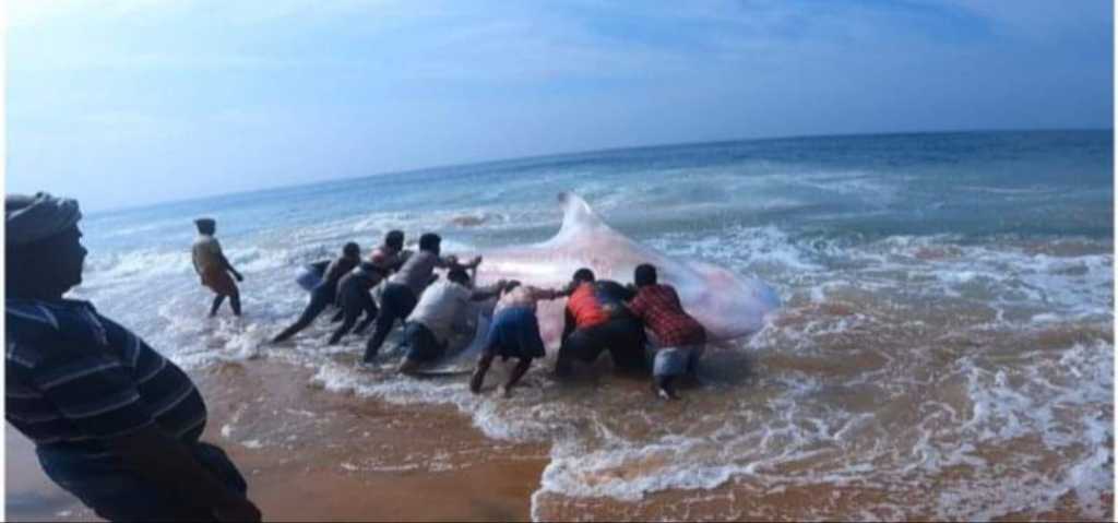 പൂന്തുറ കടപ്പുറത്ത് വലയിൽ കുടുങ്ങിയ തിമിംഗല സ്രാവിനെ കടലിലേയ്ക്ക് തിരിച്ചു വിട്ടു