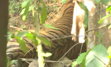 മൂന്നാറില്‍ ജനവാസ മേഖലകളില്‍ മൂന്ന് കടുവകള്‍, ആശങ്ക