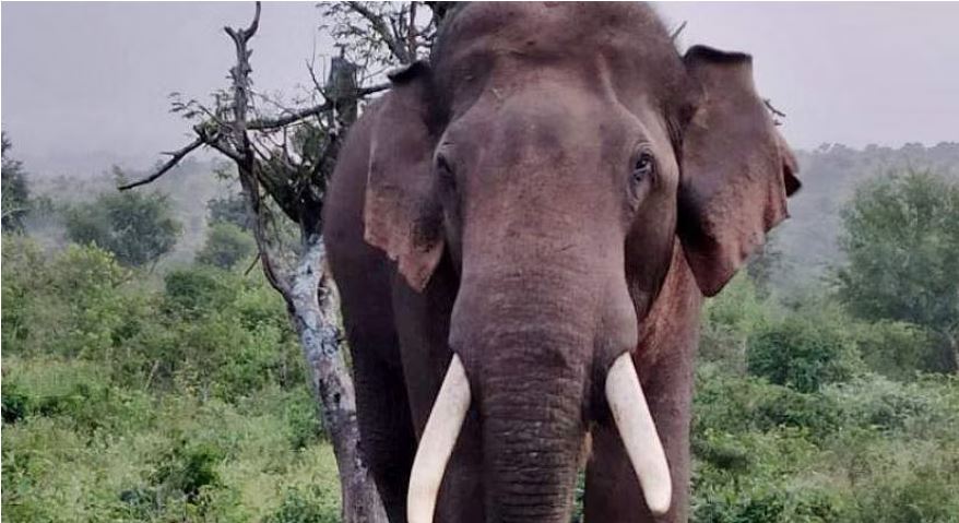 അരി കിട്ടിയില്ല, വീട് തകർത്ത് അരിശം തീർത്ത് അരിക്കൊമ്പൻ