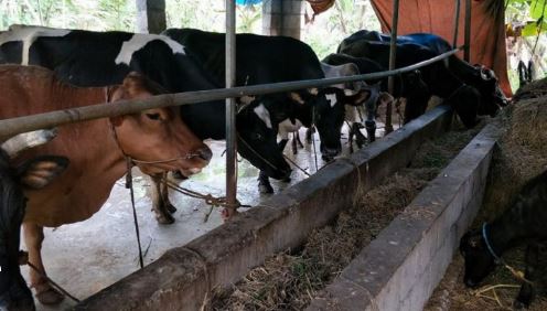 അമിതമായി കഞ്ഞി വെള്ളം കൊടുത്തു രണ്ട് പശുക്കൾ ചത്തു