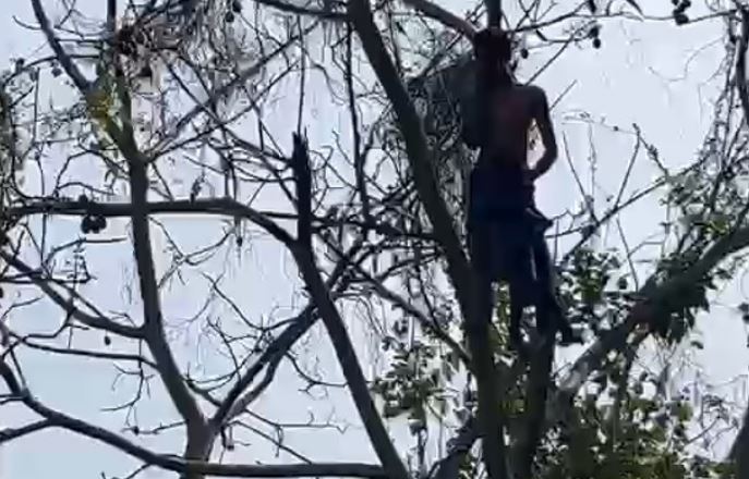 പെട്രോളുമായി മരത്തിൽ കയറി യുവാവിന്റെ ആത്മഹത്യാ ഭീഷണി