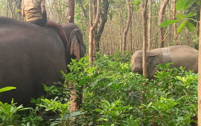 ദൗത്യം വിജയം; ധോണിയെ വിറപ്പിച്ച ‘പി.ടി 7’ന് മയക്കുവെടിയേറ്റു
