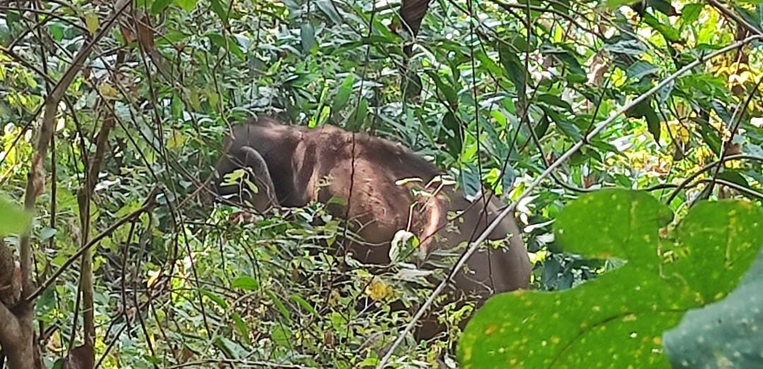കുട്ടിയാനയുടെ ജഡം സംസ്കരിച്ചു, അമ്മയാന ഉൾവനത്തിലേക്കു മടങ്ങി