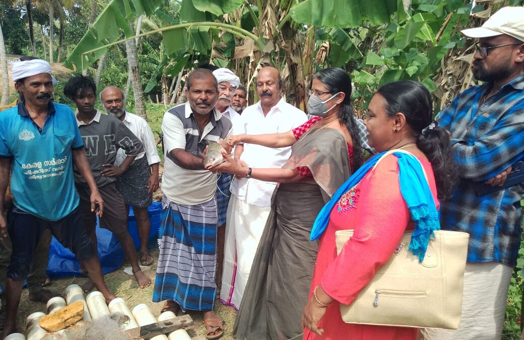 മീമ്പാട്ടു  കുളത്തിലെ  മത്സ്യകൃഷി  വിളവെടുപ്പ് നടത്തി