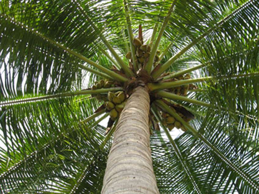 ഉടമ അറിയാതെ അയല്‍വാസി തെങ്ങ് മുറിച്ചു കടത്തി