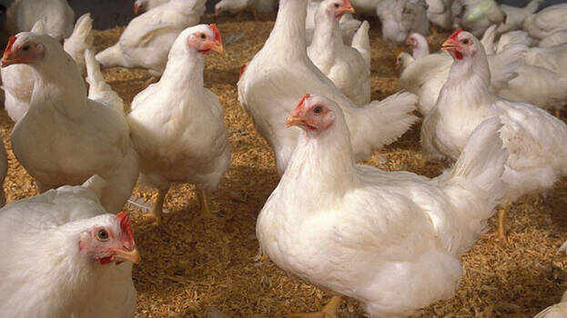 പക്ഷിപ്പനി; 2025 മാര്‍ച്ച് വരെ നീരീക്ഷണ മേഖലകളില്‍ വില്‍പനക്ക് നിരോധനം; സര്‍ക്കാര്‍ ഫാമുകള്‍ അടച്ചിടും