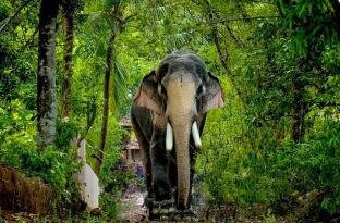 കൊമ്പൻ തെച്ചിക്കോട്ടുകാവ് രാമചന്ദ്രന് റെക്കോഡ് ഏക്ക തുക