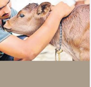 വാലന്റൈൻസ് ദിനത്തിന് പകരം ഫെബ്രുവരി 14ന് ഒരു പശുവിനെ ആലിംഗനം ചെയ്യൂ; അനിമൽ വെൽഫെയർ ബോർഡ് നിർദേശം
