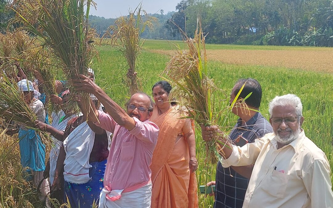 നഗരൂർ ഈഞ്ച മൂല ഏലായിൽ കൊയ്ത്ത് മഹോത്സവം നടന്നു