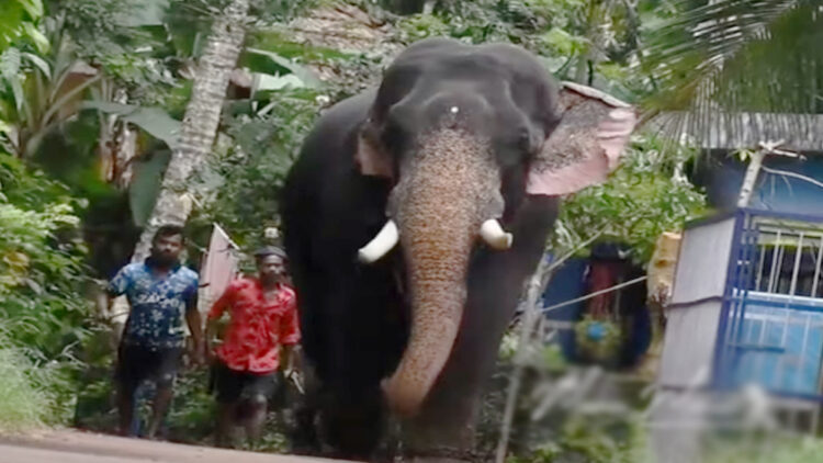 ഉത്സവ കേരളത്തിനെ കണ്ണീരിലാഴ്‌ത്തി; ഒളരിക്കര കാളിദാസൻ ചരിഞ്ഞു