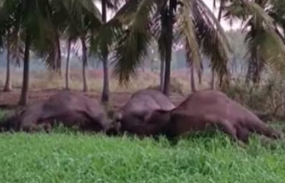 തമിഴ്നാട്ടിൽ വൈദ്യുതാഘാതമേറ്റ് മൂന്ന് ആനകൾ ചരിഞ്ഞു