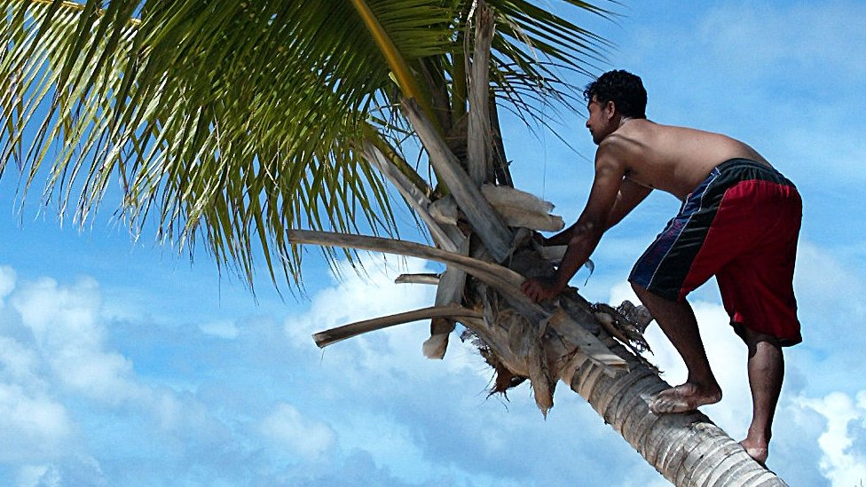 തെങ്ങ് കയറ്റ തൊഴിലാളികൾക്ക് കേന്ദ്ര സർക്കാരിന്റെ അപകട ഇൻഷുറൻസ് പദ്ധതി