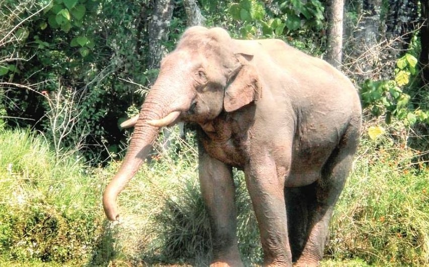അരിക്കൊമ്പന്‍ വിഷയത്തില്‍ ഹൈക്കോടതി അന്തിമ നിലപാട് ഇന്ന് എടുത്തേക്കും