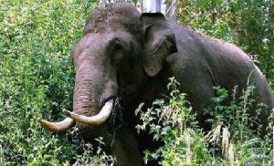 അരിക്കൊമ്പന്‍ കേസ് : സാബു എം. ജേക്കബിനെതിരെ കർശന  നിലപാടുമായി ‘ ഹൈക്കോടതി
