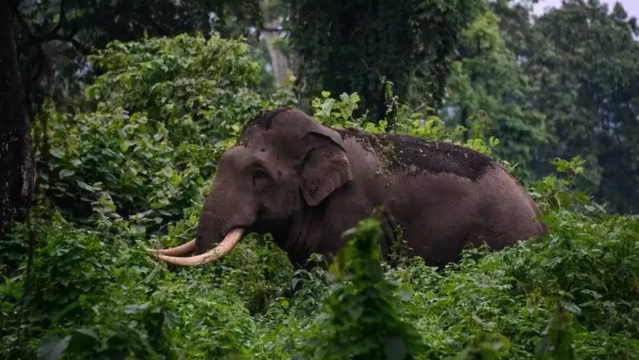 തമിഴ്‌നാട്ടിൽ അരിക്കൊമ്പന് കുടുംബം; കേരള വനമേഖലയിലേക്ക് ഇറങ്ങാനുള്ള സാധ്യത തള്ളിക്കളയാതെ വനംവകുപ്പ്
