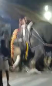 ഉത്സവ ഘോഷയാത്രയ്ക്കിടെ ആന വിരണ്ടോടി 5 പേർക്ക് പരിക്ക്