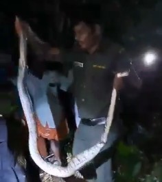 ചിറയിൻകീഴിൽ പെരുമ്പാമ്പിനെ പിടികൂടി