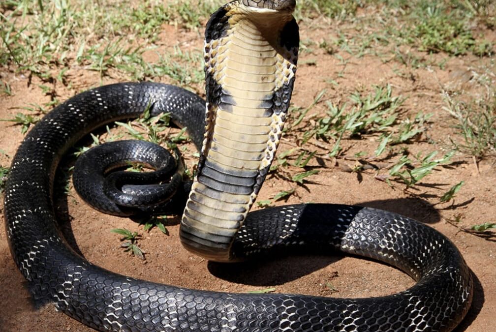 വീടിന് മുന്നിൽ നിർത്തിയിട്ടിരുന്ന കാറിന്റെ ബോണറ്റിനുള്ളിൽ രാജവെമ്പാല