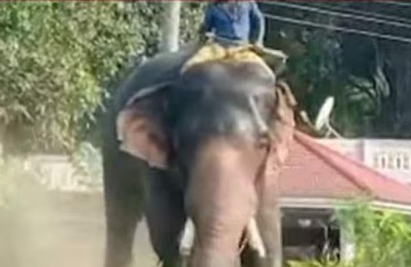 തൃശൂര്‍ ദേശീയ പാതയില്‍ ആന ഇടഞ്ഞു; ചരക്ക് ലോറി കുത്തിമറിച്ചിടുന്നതിനിടെ കൊമ്പ് ഒടിഞ്ഞു