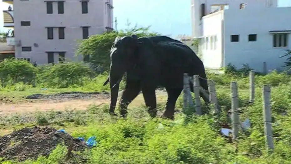 അരിക്കൊമ്പന്‍ ഉള്‍ക്കാട്ടിലേയ്ക്ക് കടന്നു; മേഘമല കടുവ സങ്കേതത്തിലേക്ക് നീങ്ങുന്നുവെന്ന് റിപ്പോര്‍ട്ട്