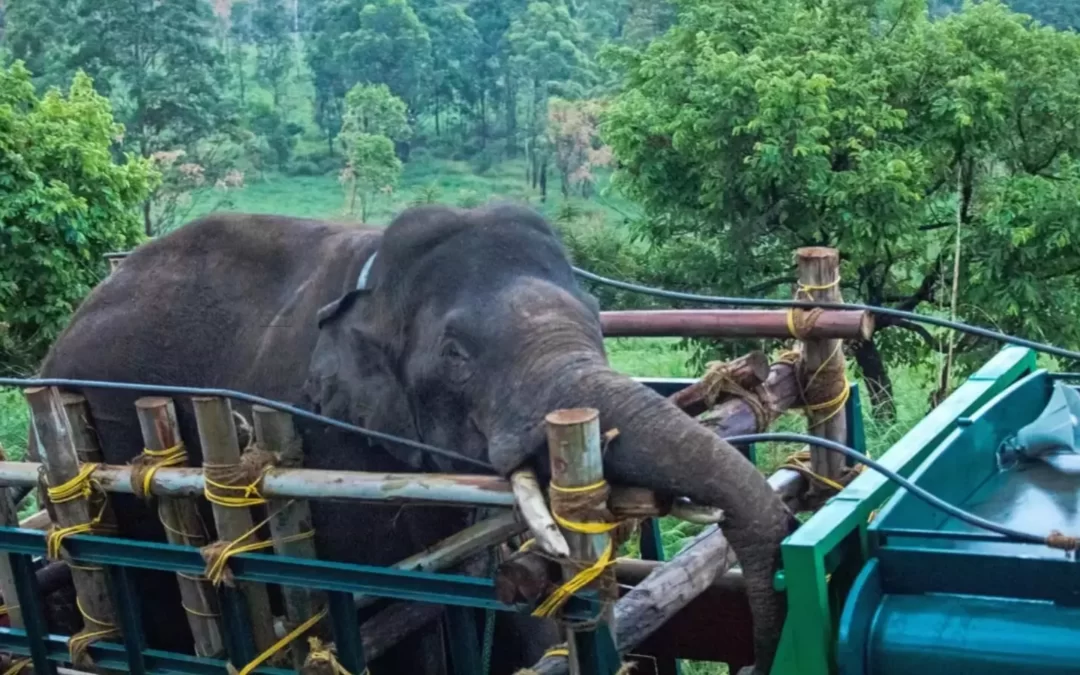 അരിക്കൊമ്പൻ തമിഴ്നാട് അതിർത്തിയിലെ വനമേഖലയിലേക്ക്; നിരീക്ഷിച്ച് വനംവകുപ്പ്