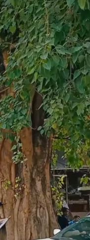 മണനാക്കിലെ ആൽമരമുത്തശ്ശിയ്ക്ക് വിട