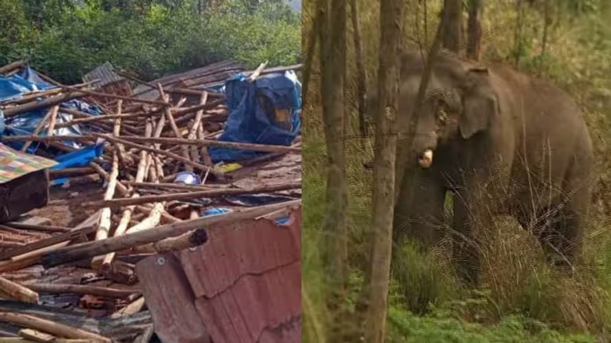 അരിക്കൊമ്പൻ പോയിട്ടും ചിന്നക്കനാലിൽ കാട്ടാന ആക്രമണം; ചക്കക്കൊമ്പനും സംഘവും ഷെഡ് തകർത്തു