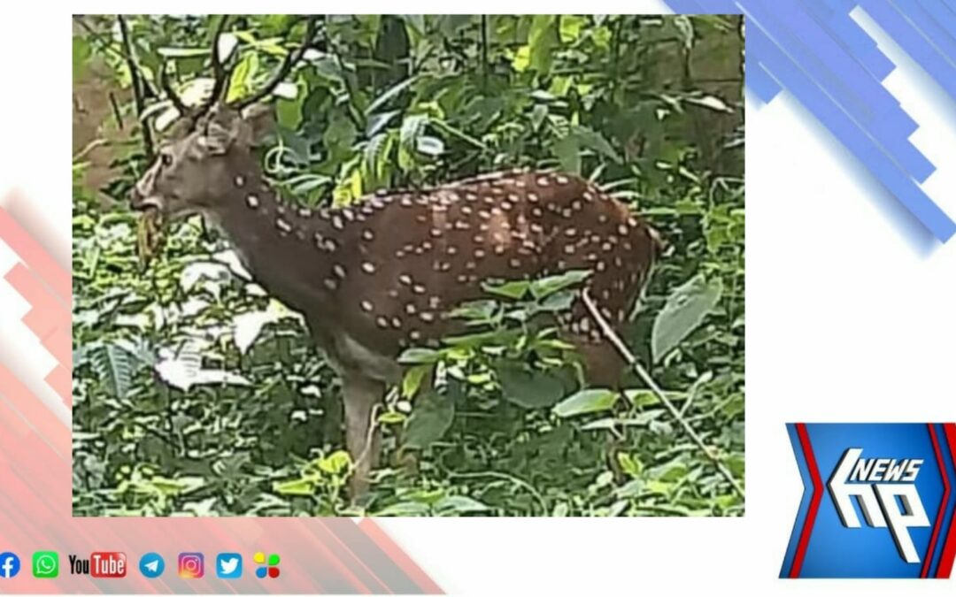 കാട് വിട്ട് നാട്ടിലെത്തിയ മാൻ കൗതുകമായി