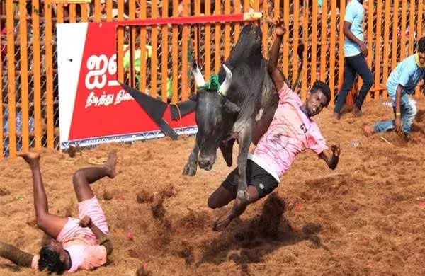 ജല്ലിക്കെട്ട് തമിഴ് സംസ്‌കാരത്തിന്റെ അവിഭാജ്യ ഘടകം; അനുമതി നല്‍കി സുപ്രീംകോടതി
